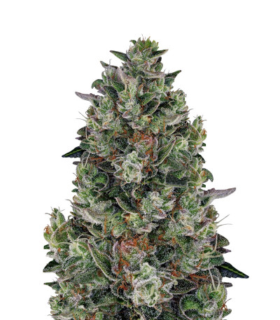 Glookies fem (Barney's Farm) семена конопли