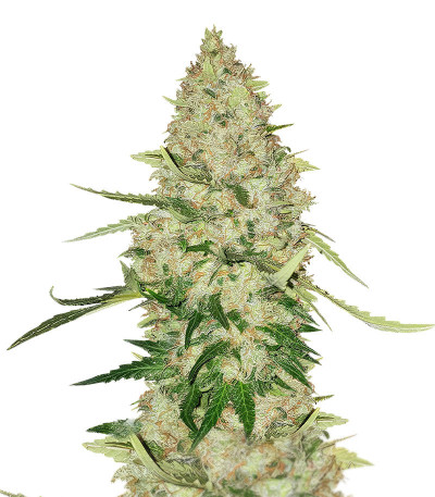 Lemon Citron fem (Humboldt Seed Organization) семена конопли