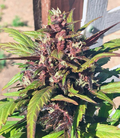 Red Poison Auto fem (Sweet Seeds) семена конопли