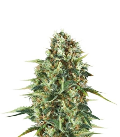 Royal AK fem (Royal Queen Seeds) семена конопли