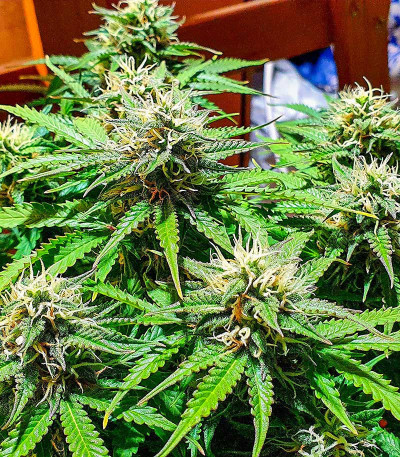 Auto Gelato #33 fem (Advanced Seeds) семена конопли