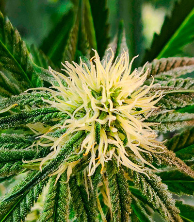 Семена конопли сорта Black Widow