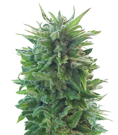 Blue Cheese Auto fem (Barney's Farm) семена конопли