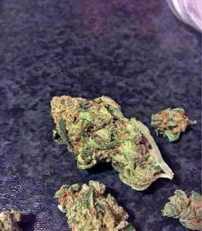 Сорт каннабиса Blue Kush Autoflowering 