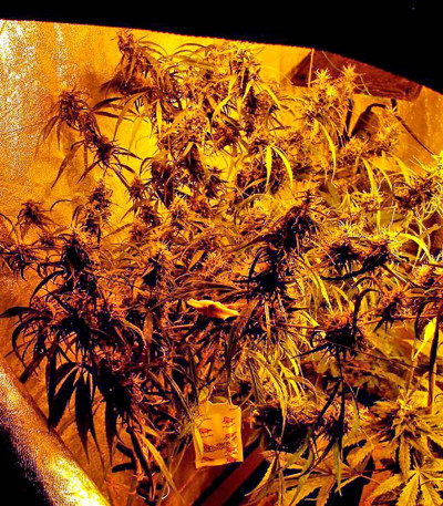 Hawaii Maui Waui fem (Nirvana Seeds) семена конопли