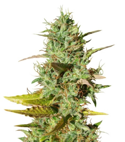 Mazar reg (Dutch Passion) семена конопли