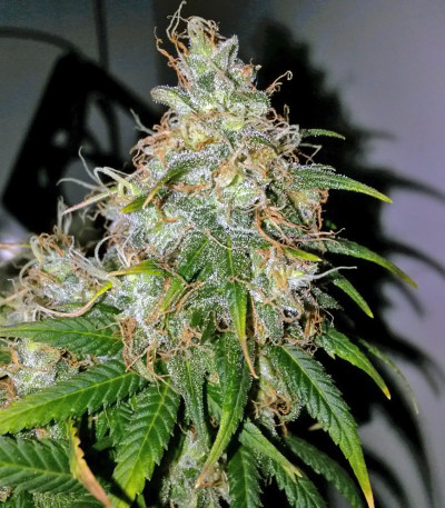 Mohan Ram Auto fem (Sweet Seeds) семена конопли