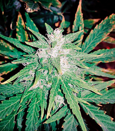 Northern Light X Big Bud fem (World of Seeds) семена конопли