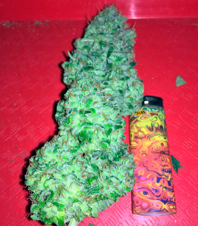 Papaya fem семена конопли