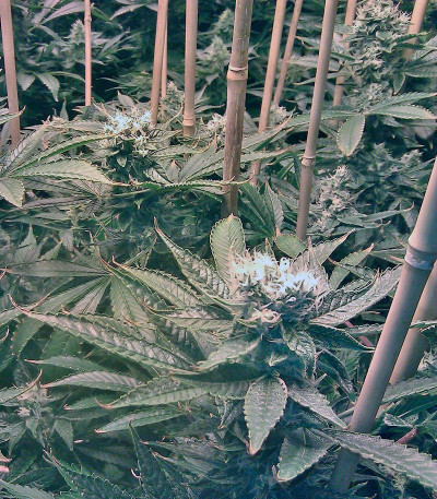 Сорт конопли Phatt Fruity 