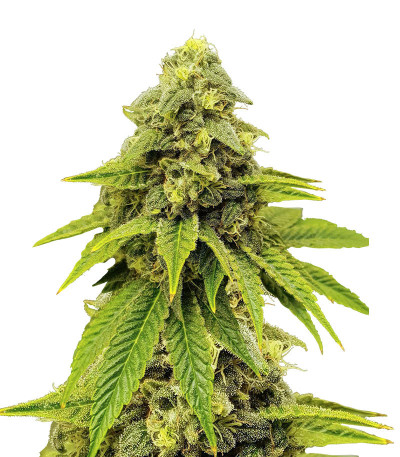 Purple OG Punch fem (Dutch Passion) семена конопли