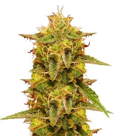 Royal Domina fem (Royal Queen Seeds) семена конопли