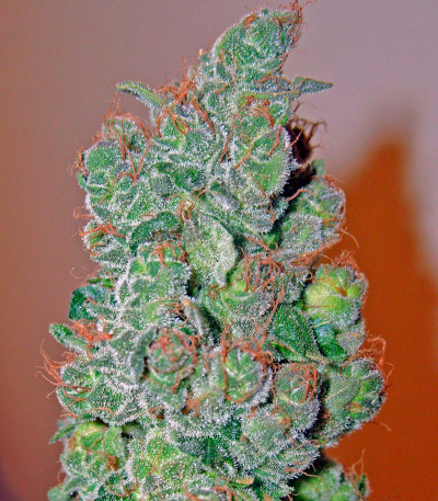 Smile fem (Kannabia Seed Company) семена конопли