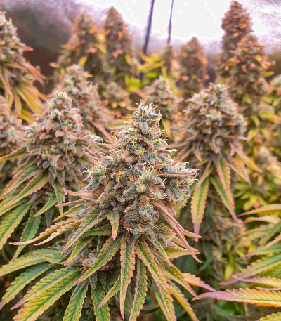 Sour Strawberry fem (Barney's Farm) семена конопли