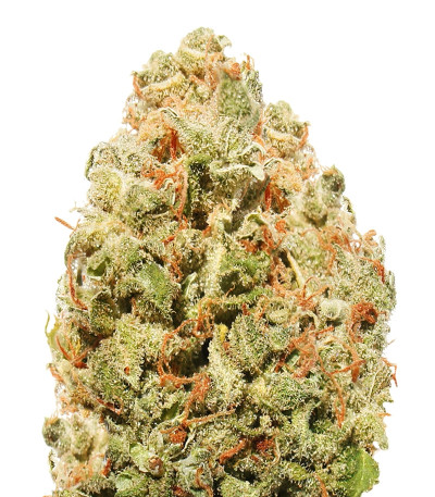 Strawberry Cake fem семена конопли