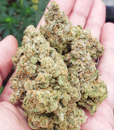 Strawberry Pie Auto fem (FastBuds) семена конопли