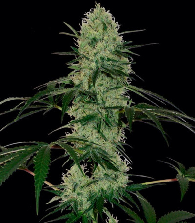 Сорт каннабиса Tangerine Dream Auto 