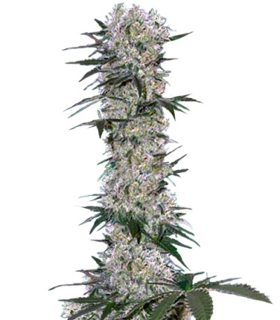 Tangelo Rapido Auto fem семена конопли