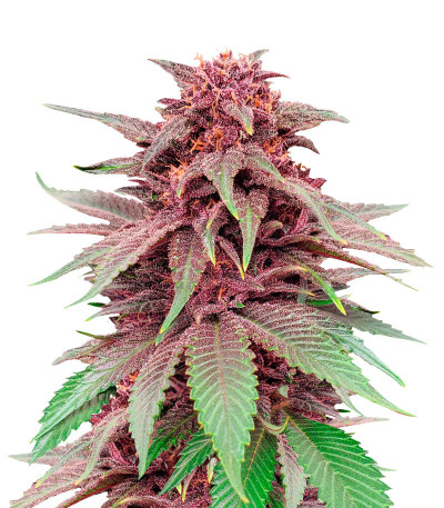 Tropicanna Poison F1 Fast Version (Sweet Seeds) семена конопли