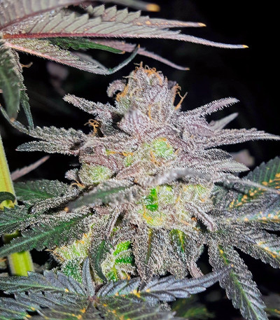 Chocolate Mint OG fem семена конопли