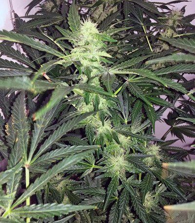 Сорт конопли White Widow regular