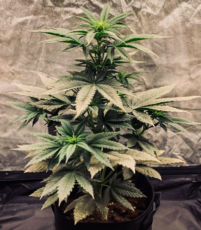 Gorilla Cookies FF fem (FastBuds) семена конопли