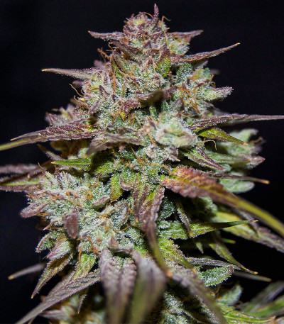 Grateful Dead Auto fem (High Speed ​​Buds) семена конопли
