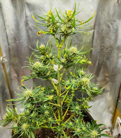 HulkBerry Automatic fem (RQS) семена конопли