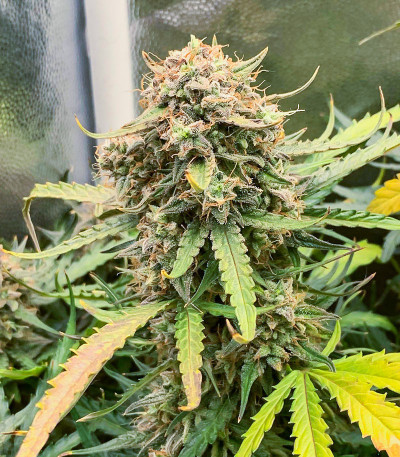 Семена конопли сорта Titan F1 Auto fem