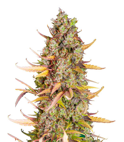 Wedding Cheesecake FF fem (FastBuds) семена конопли