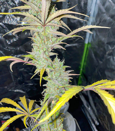 Auto Gelato #33 fem (Advanced Seeds) семена конопли