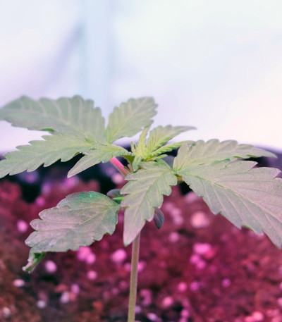 Auto Night Queen fem (Dutch Passion) семена конопли