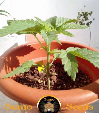 Berries & Cheese fem (Sumo Seeds) семена конопли