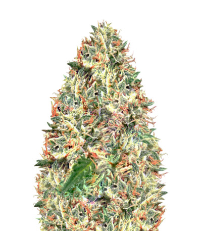 Delhi Cheese Auto Fem (Vision Seeds) семена конопли