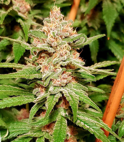 Gelato fem (Nirvana Seeds) семена конопли