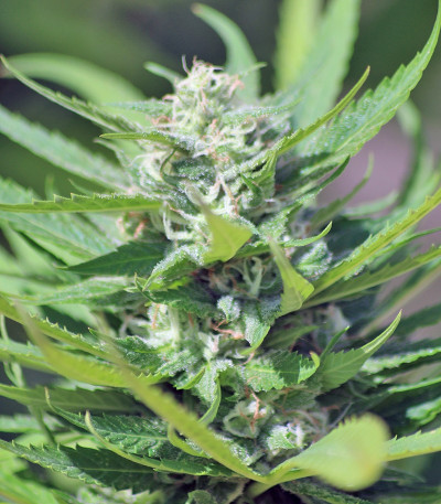 Green Ninja fem семена конопли