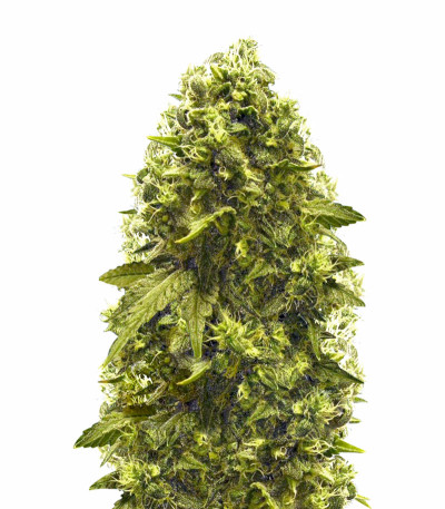 Jack Hammer fem (Victory Seeds) семена конопли