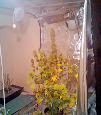 Ice reg (Nirvana Seeds) семена конопли