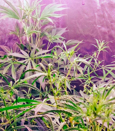 Karamelo (Kreamy Karamel) fem семена конопли