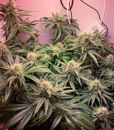 Lilac Cookies Bx2 reg (Ethos Genetics) семена конопли