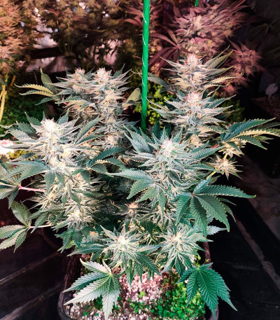 Monster Zkittles (Monster Genetics) семена конопли