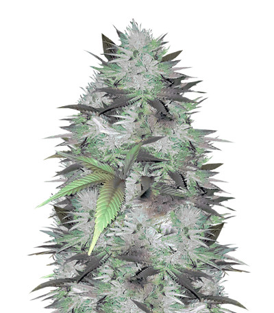 Mighty Mango Bud fem (Vision Seeds) семена конопли