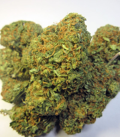 Nebula II CBD fem (Paradise Seeds) семена конопли