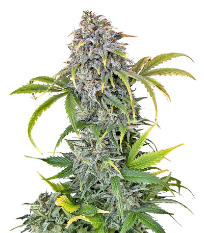 Orange President Auto fem (FastBuds) семена конопли