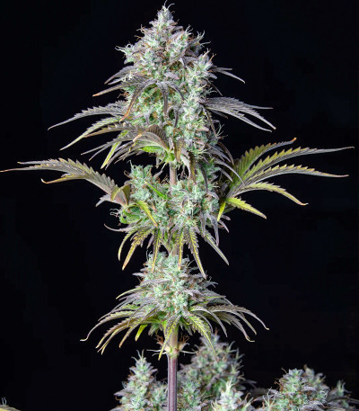 Original Blackberry auto fem (FastBuds) семена конопли