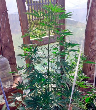 Purple Paro Valley fem семена конопли