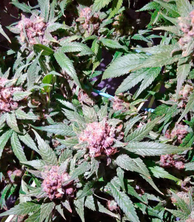 Serious Happiness reg (Serious Seeds) семена конопли