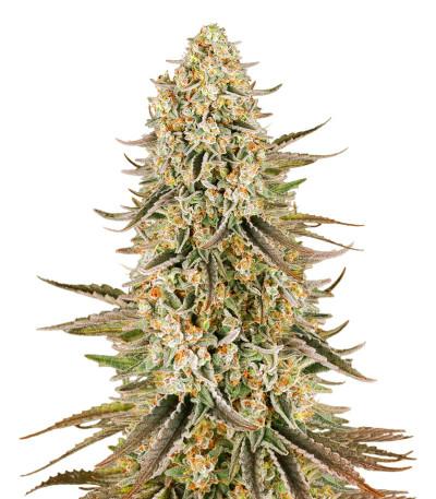 Sour Strawberry fem (Barney's Farm) семена конопли