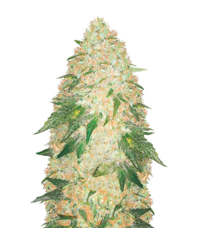 Super Extra Skunk fem (Victory Seeds) семена конопли