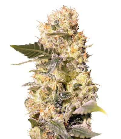 TNT Kush CBD fem семена конопли